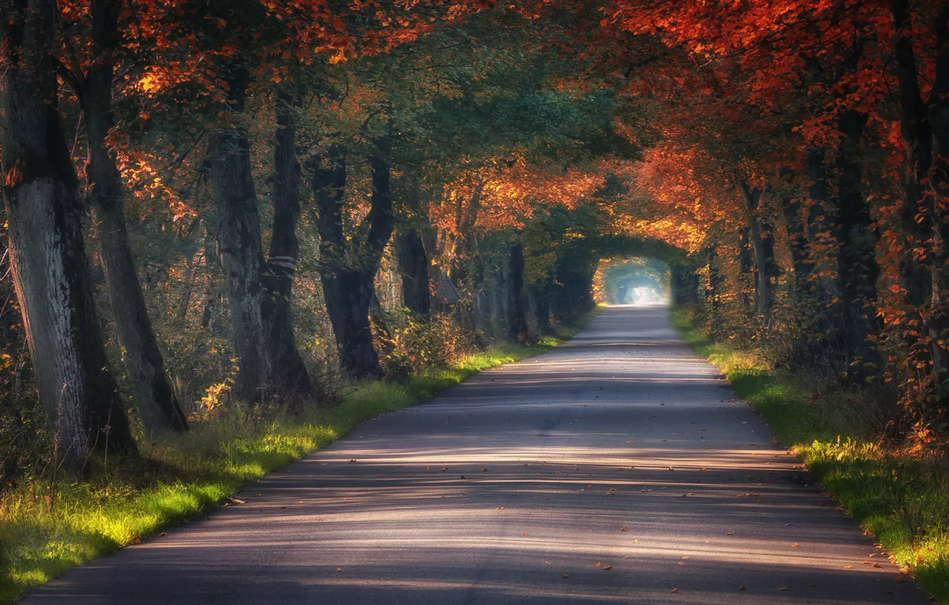 Photo wallpaper road, autumn, trees, the tunnel, Poland, alley