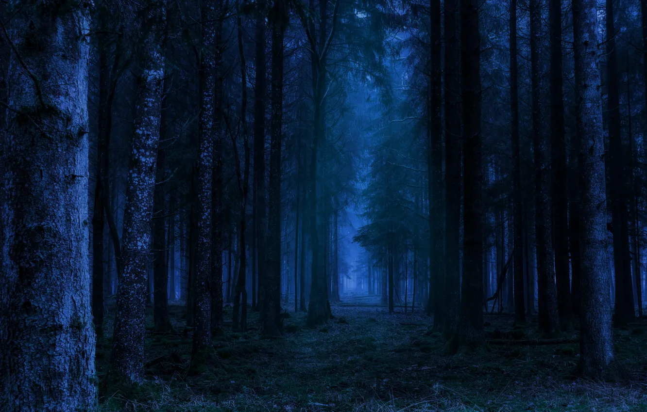 Photo wallpaper forest, trees, night, nature, Germany