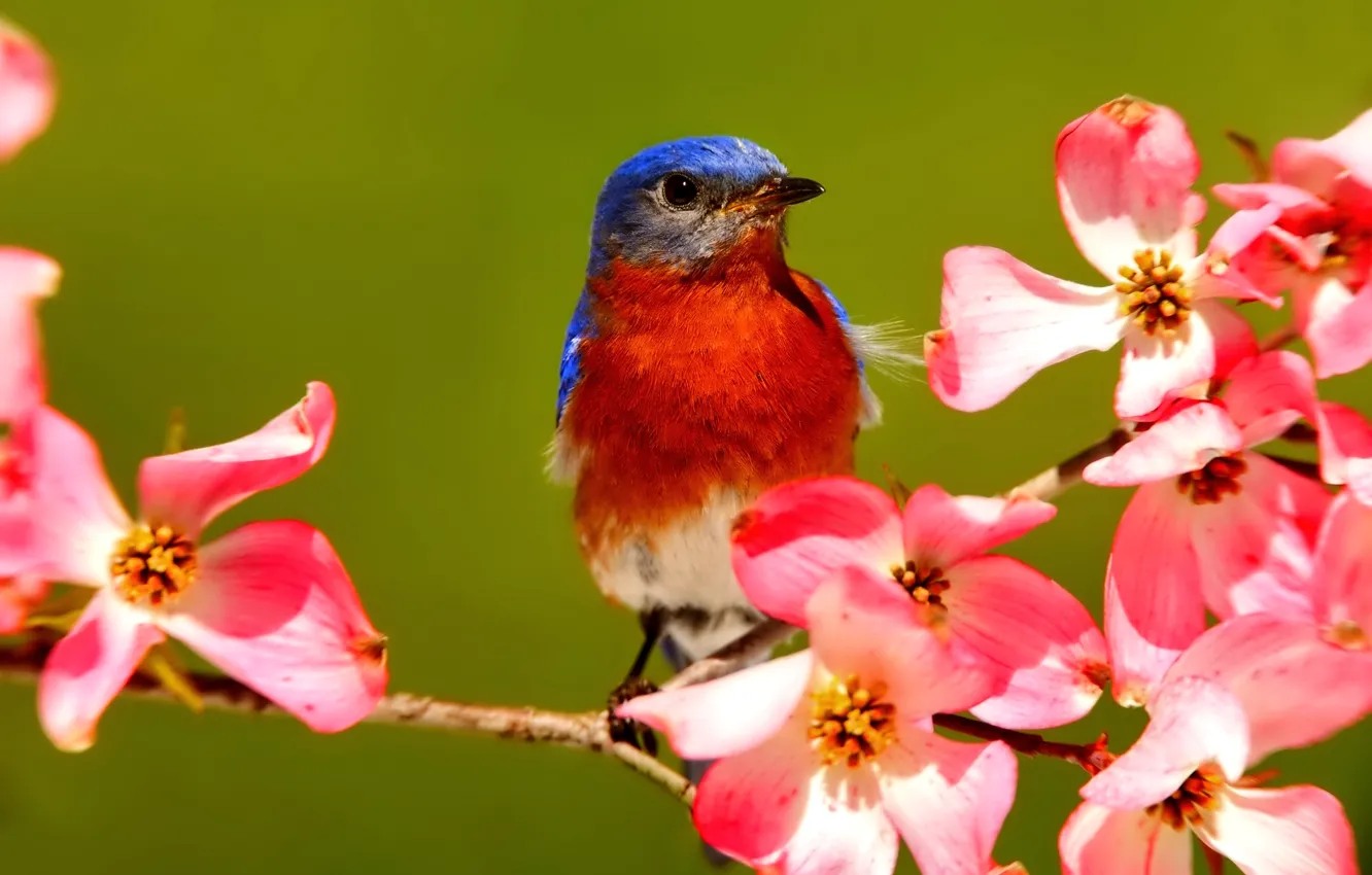 Photo wallpaper flowers, bird, spring, beak