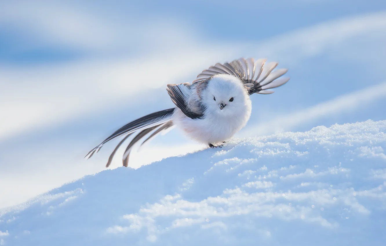 Photo wallpaper winter, white, light, snow, nature, bird, shadow, the snow