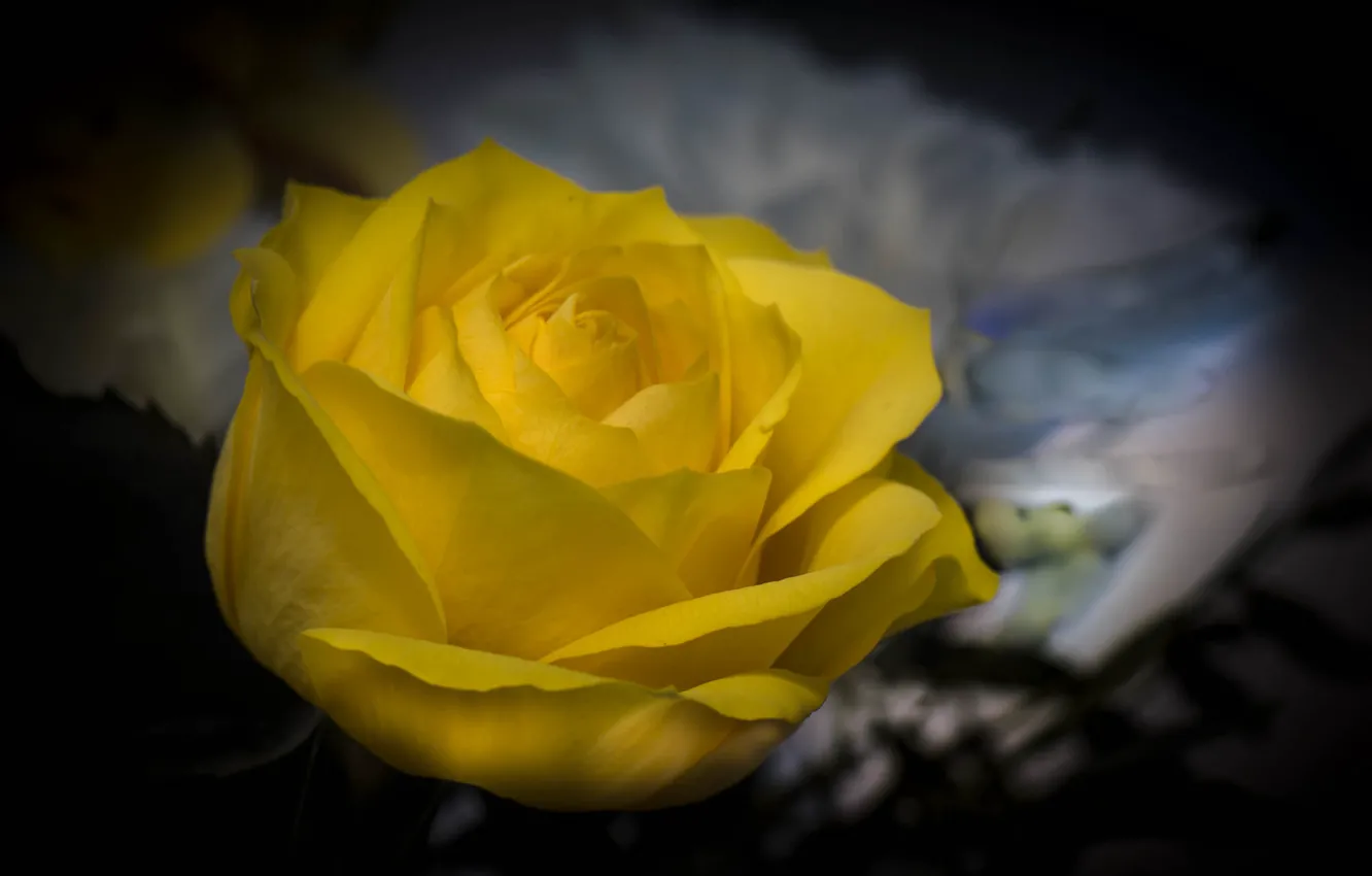 Photo wallpaper background, roses, petals, buds