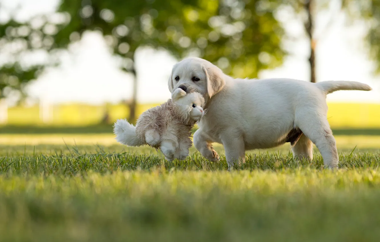 Photo wallpaper glade, toy, dog, puppy, Retriever, toddler