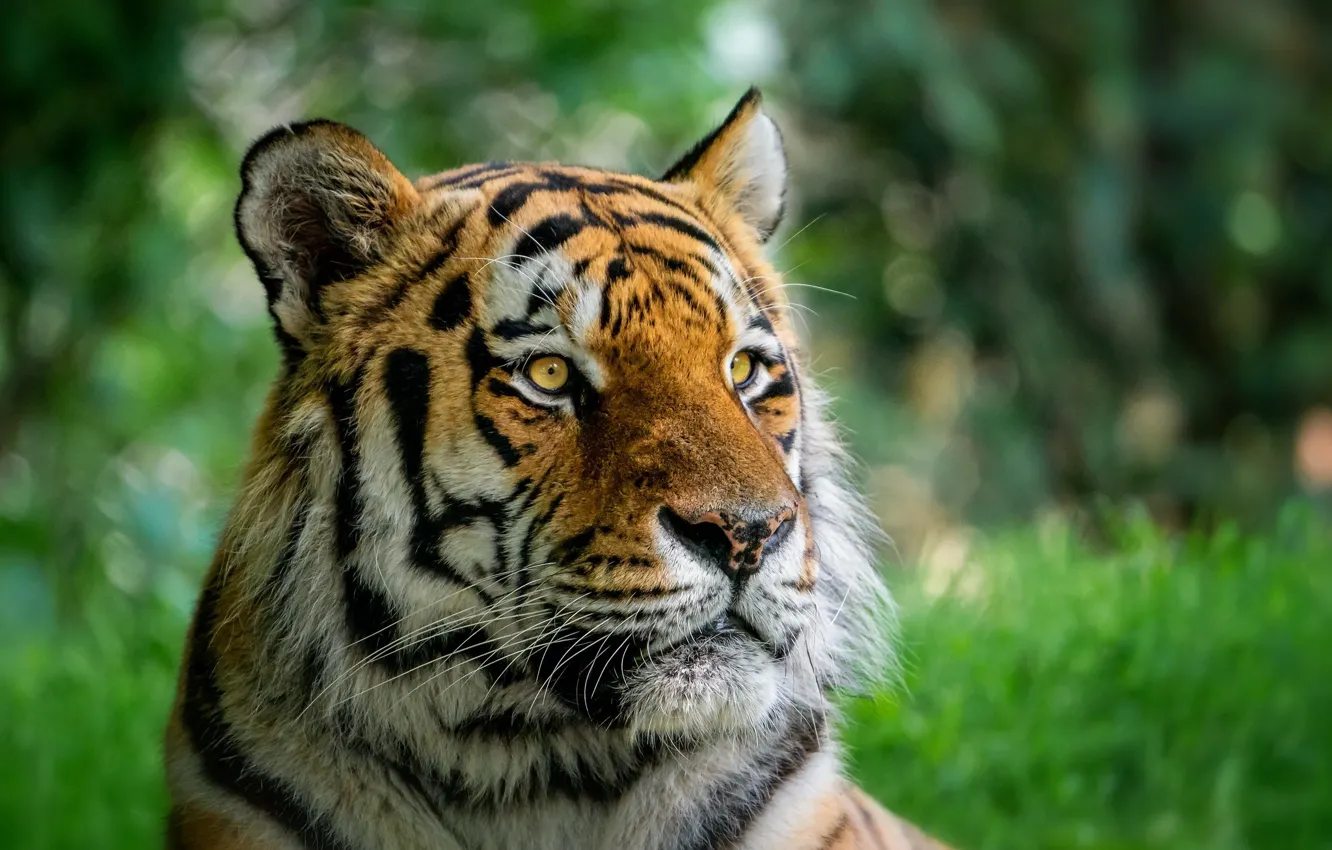Photo wallpaper look, face, tiger, portrait, bokeh
