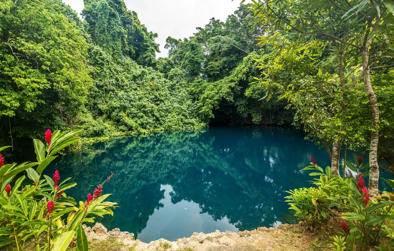 Photo wallpaper greens, trees, flowers, tropics, pond, Park, the bushes, Vanuatu