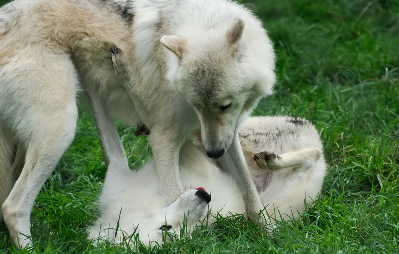 Photo wallpaper grass, the game, pair, wolves, two