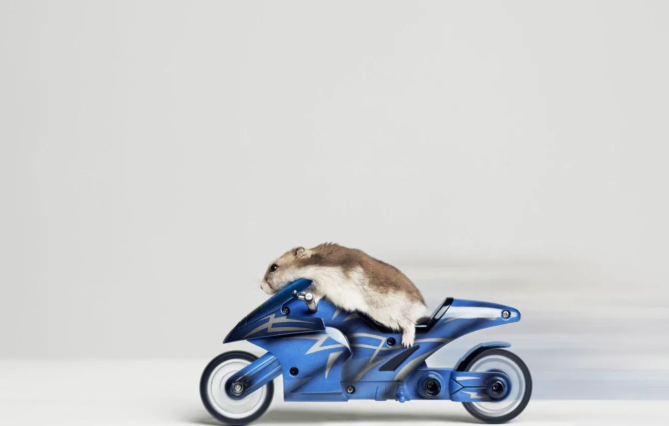 Photo wallpaper animal, speed, motorcycle, biker, hamster