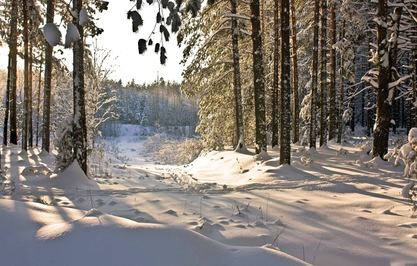 Photo wallpaper winter, forest, snow, nature, winter