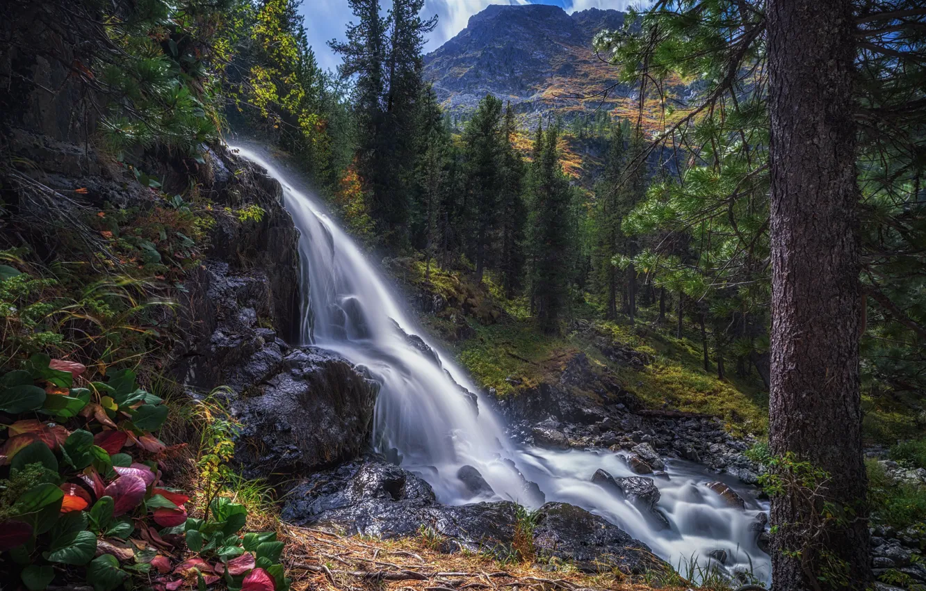 Photo wallpaper forest, trees, waterfall, Russia, Altay, Katunskiy biosphere reserve, Alena Ruban