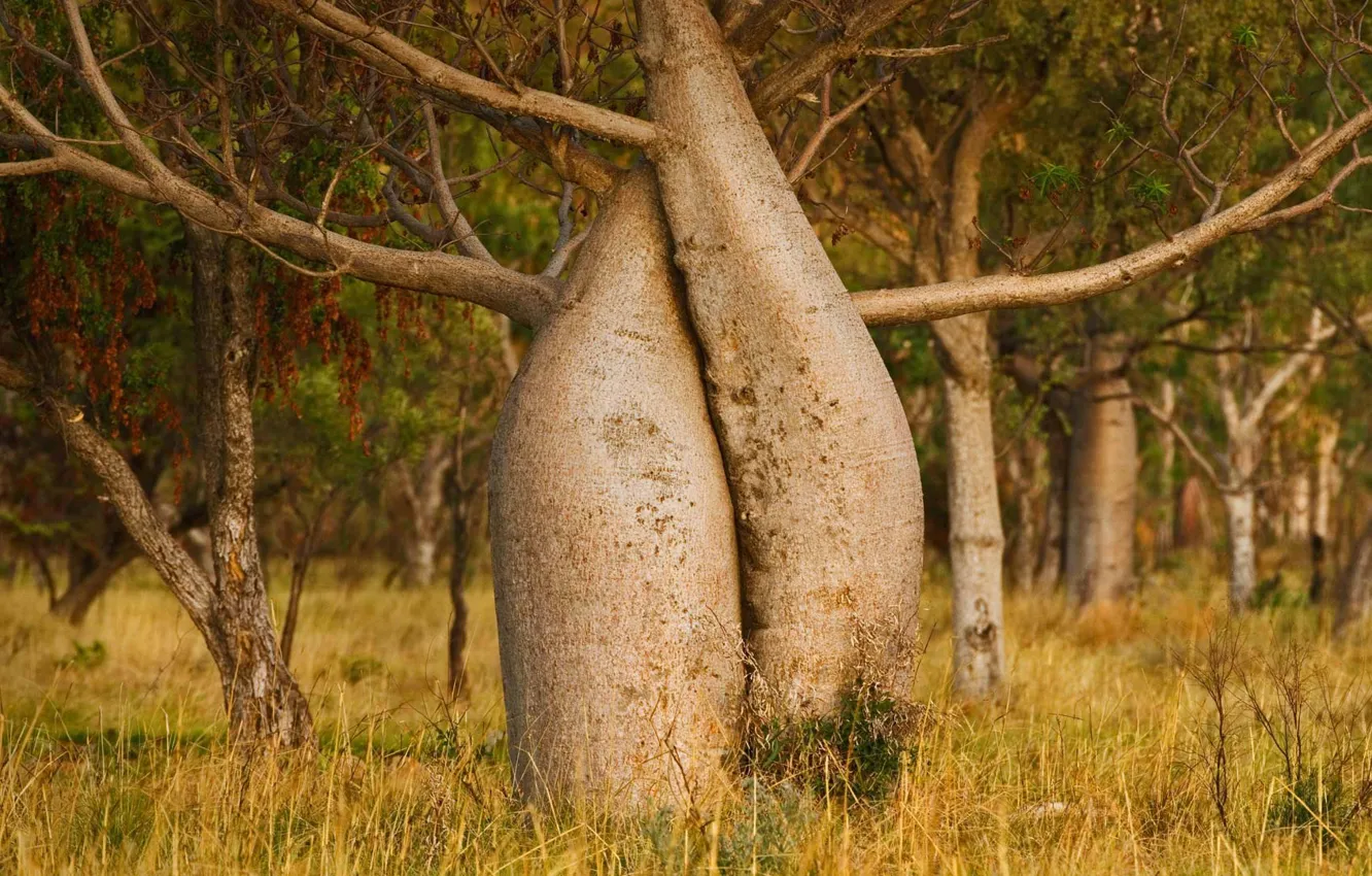 Photo wallpaper trees, Australia, adansonia Gregory, boob, Kimberly