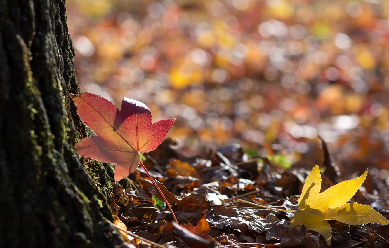 Photo wallpaper leaves, glare, tree, fallen, maple, autumn