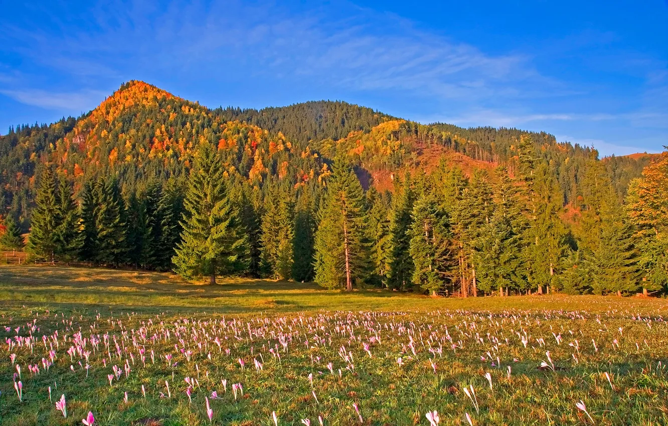Photo wallpaper forest, the sky, trees, flowers, mountains, meadow, Romania