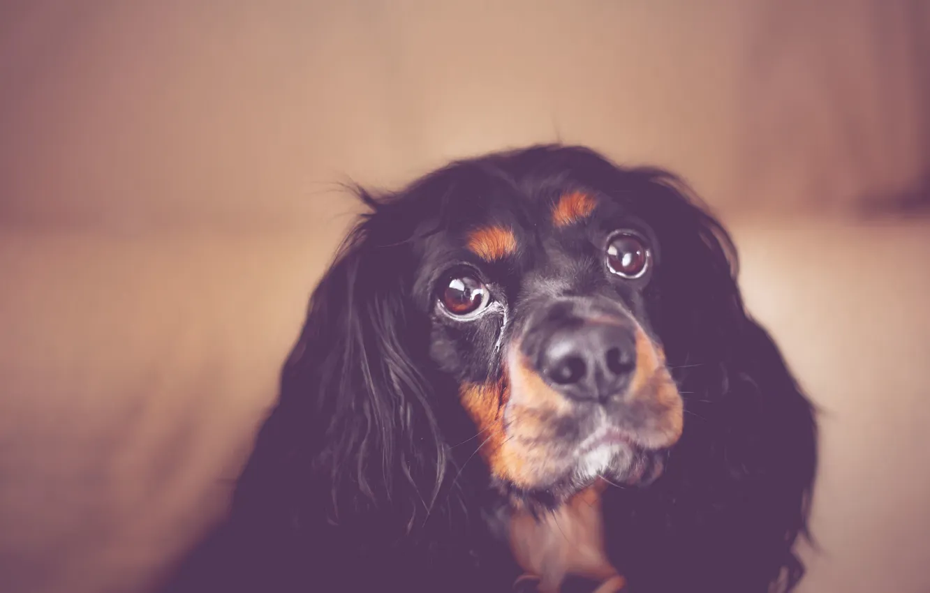 Photo wallpaper look, each, dog