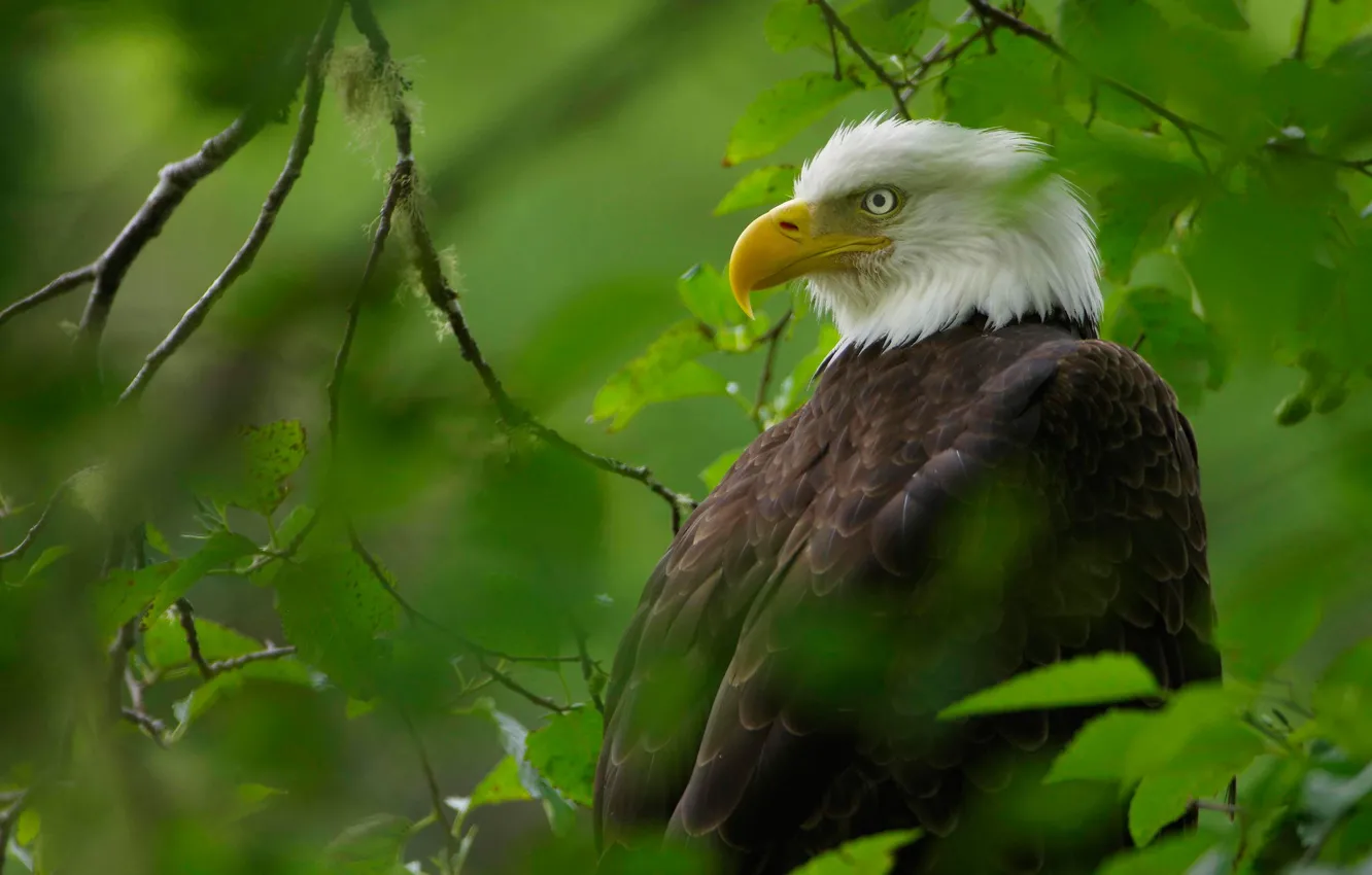 Photo wallpaper leaves, branches, bird, bald eagle
