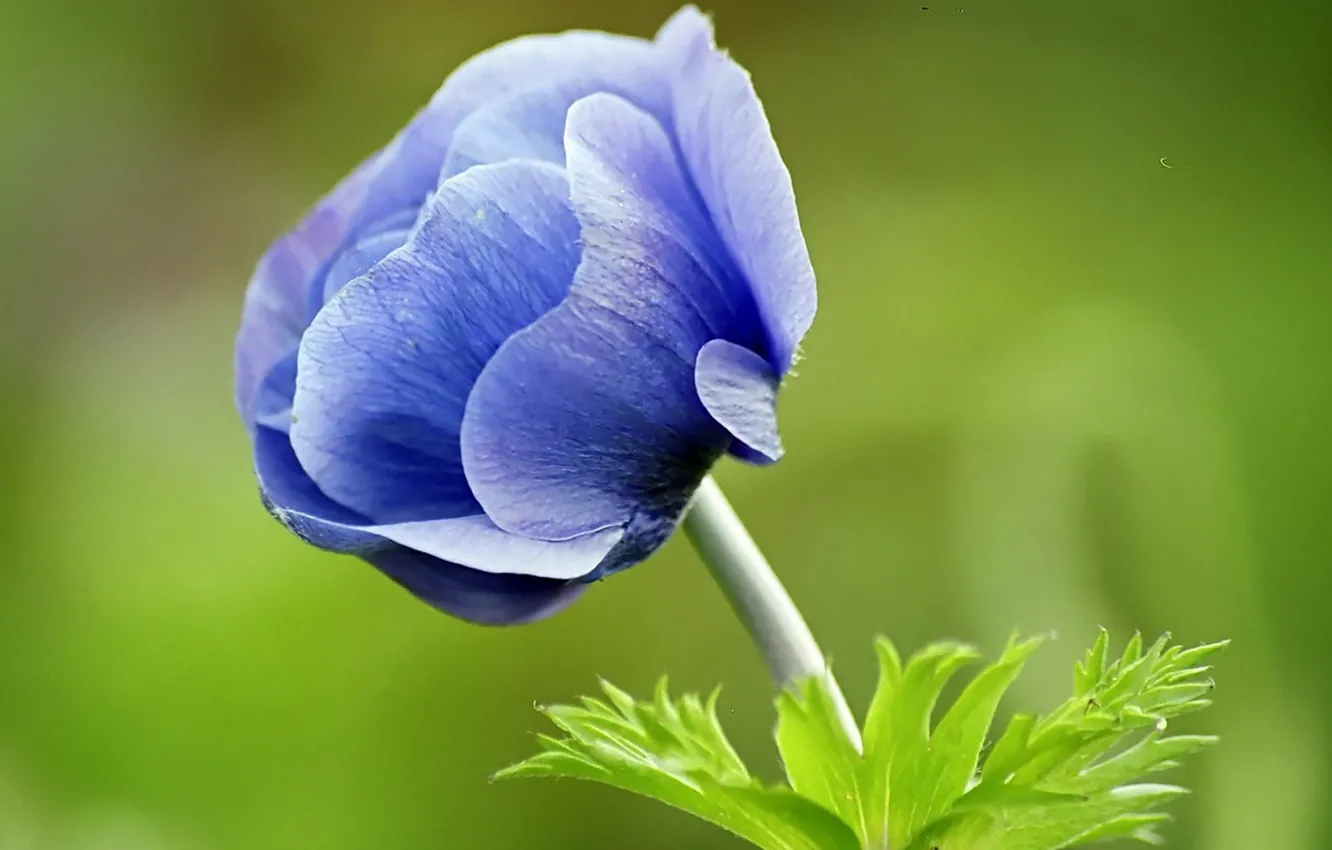 Photo wallpaper flower, blue, green background