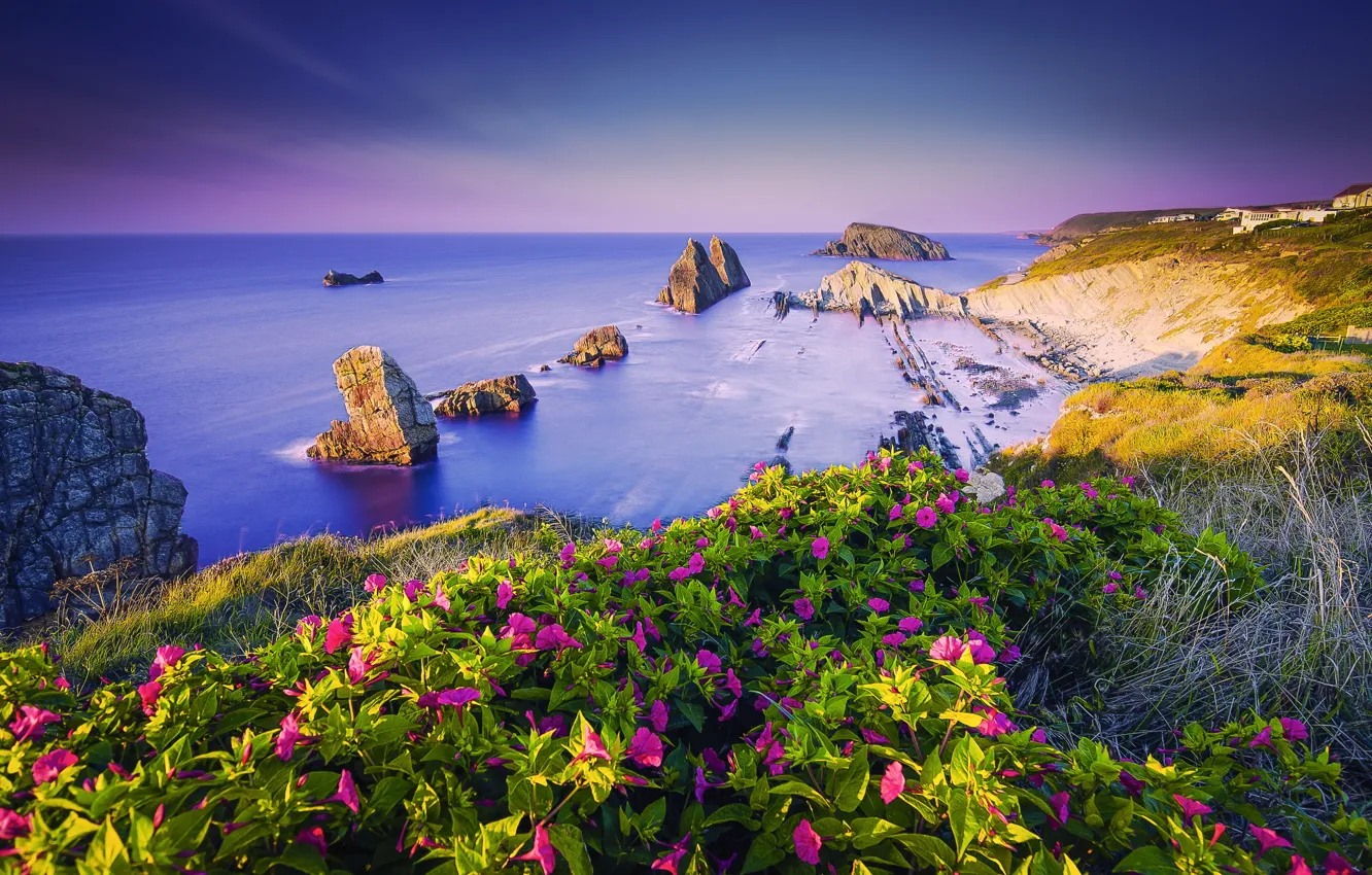 Photo wallpaper sea, summer, flowers, rocks
