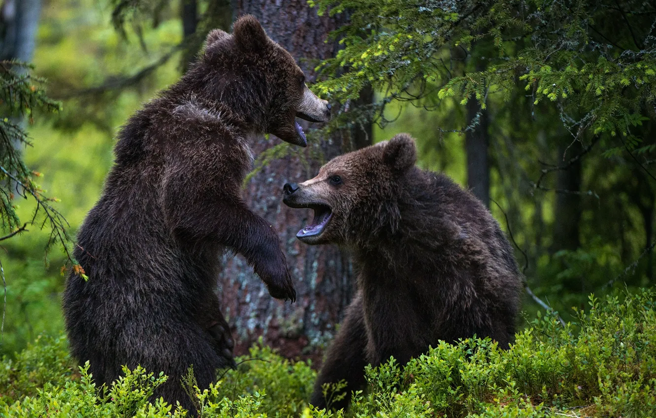 Photo wallpaper forest, bears, two bears