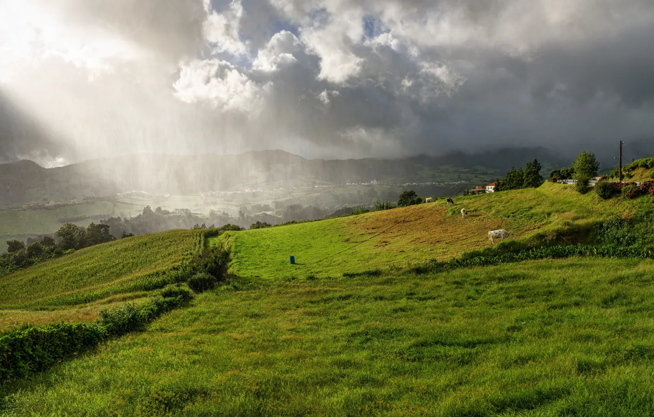 Photo wallpaper greens, field, the sky, grass, the sun, clouds, trees, clouds