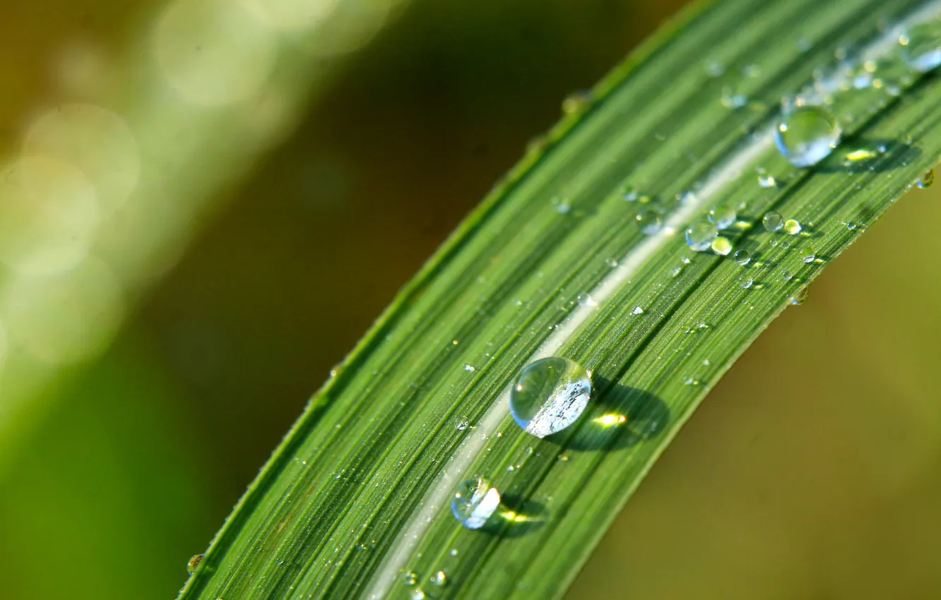 Photo wallpaper grass, water, drops