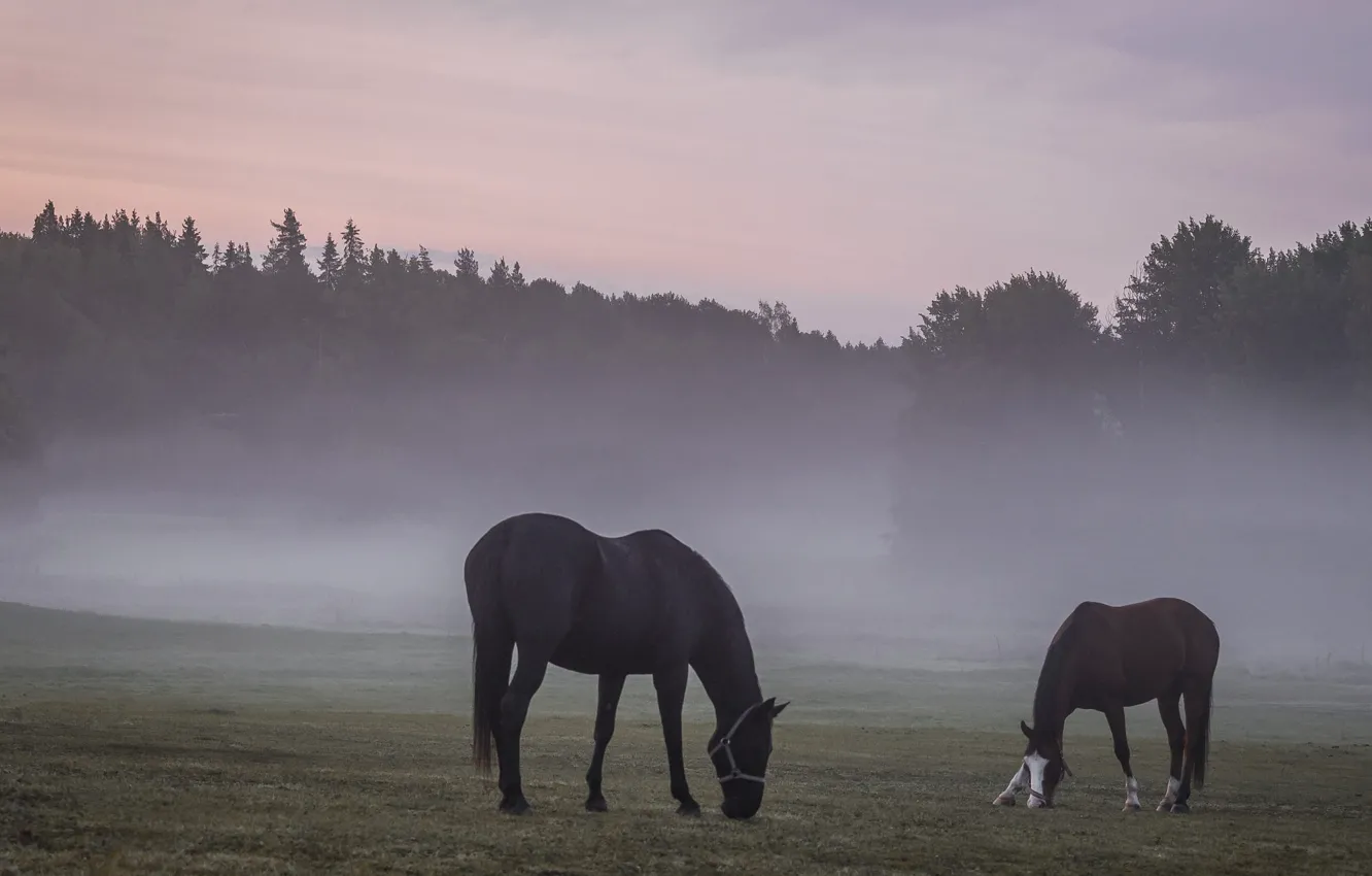 Photo wallpaper field, forest, fog, horse, horse, pasture, pair