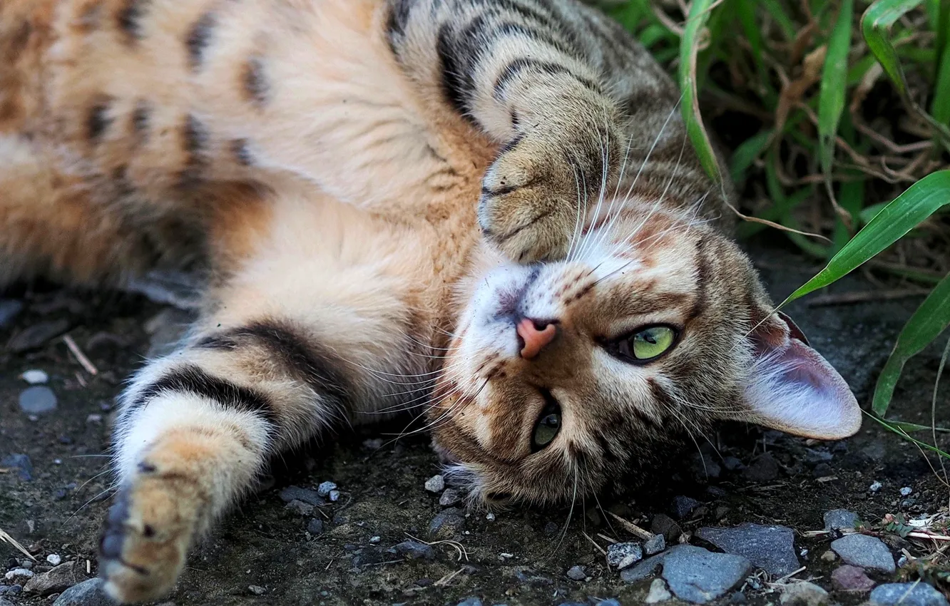 Photo wallpaper cat, grass, cat, look, face, pose, stones, grey