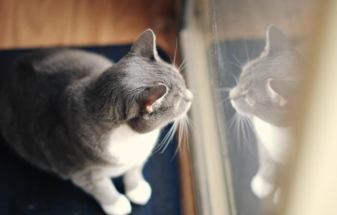 Photo wallpaper cat, reflection, grey, wool