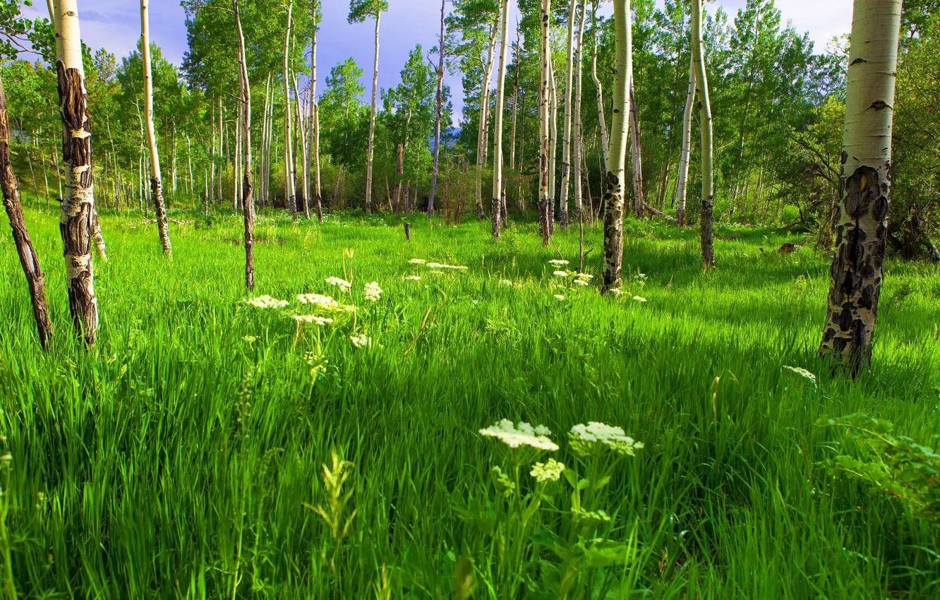 Photo wallpaper forest, summer, grass, trees, flowers, glade, meadow, trunk