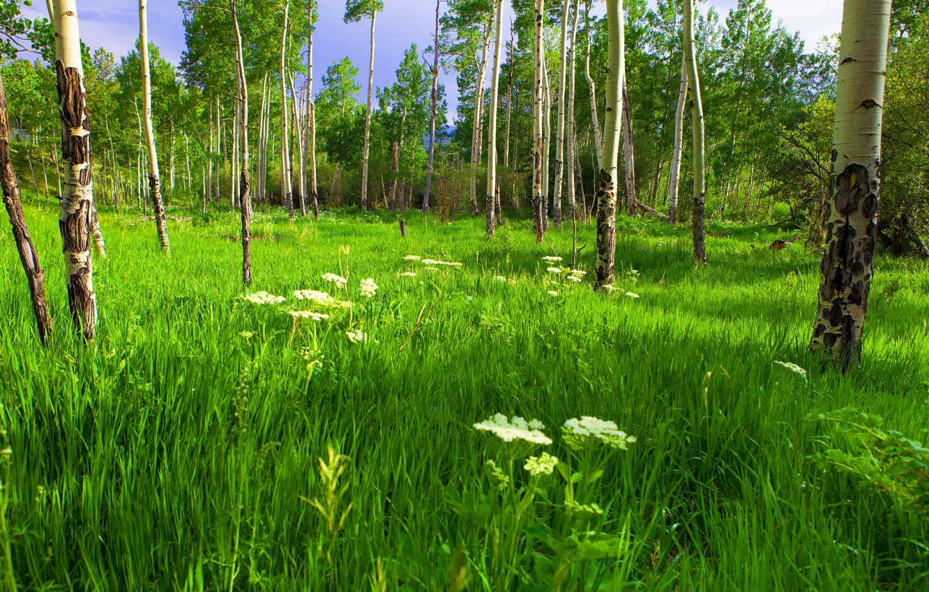Photo wallpaper forest, summer, grass, trees, flowers, trunks, glade, meadow