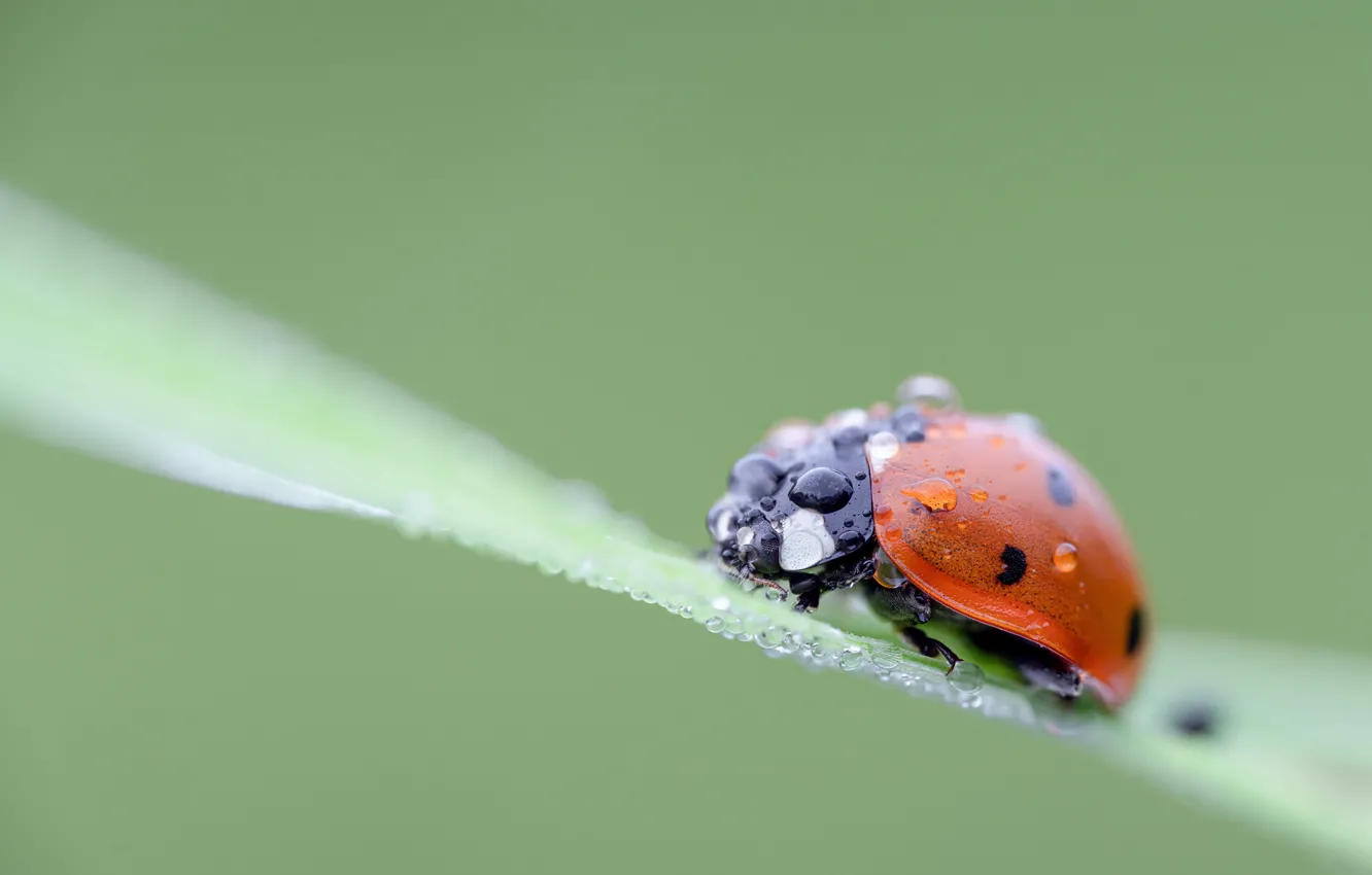 Photo wallpaper macro, ladybug, insect