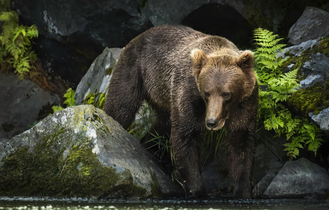 Photo wallpaper stones, bear, pond