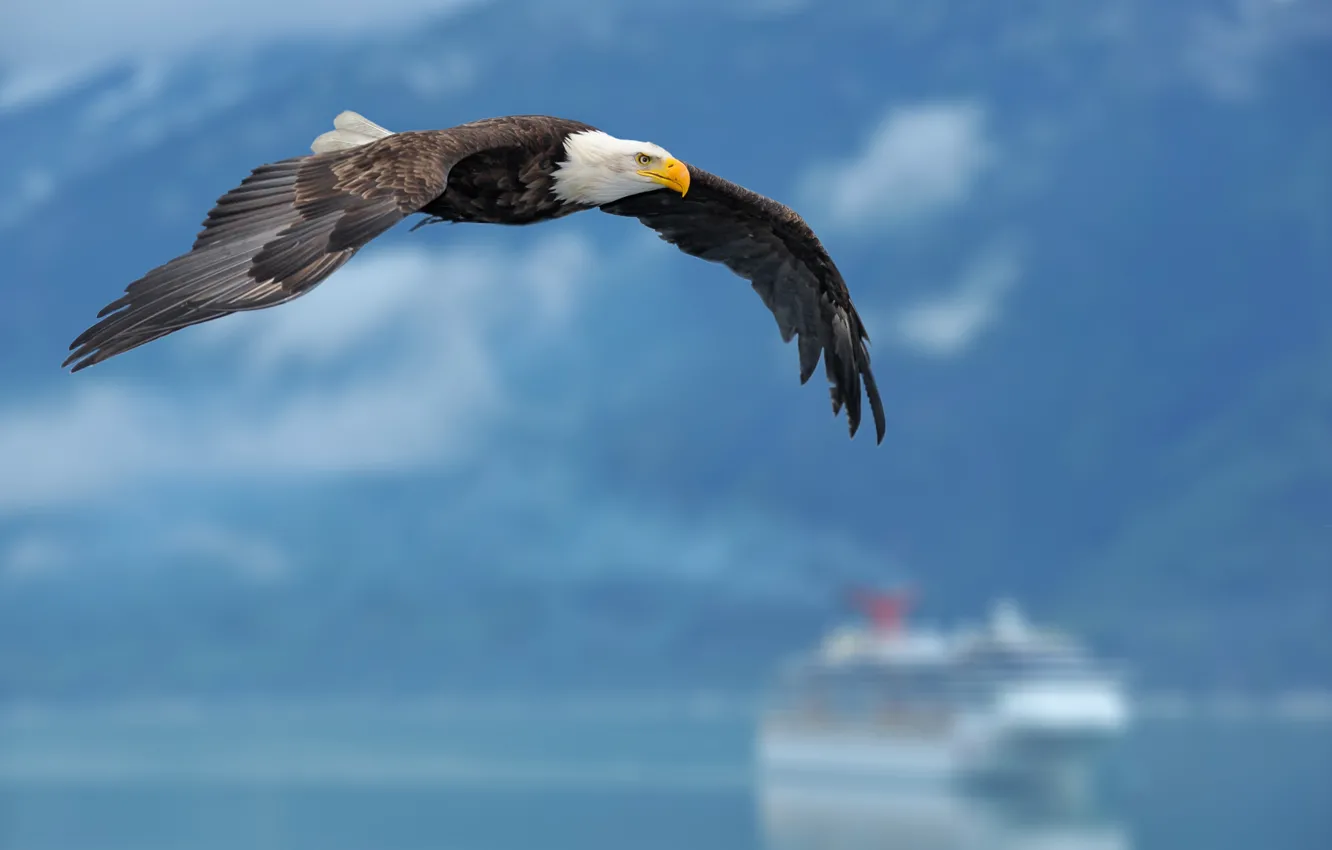 Photo wallpaper the sky, background, eagle, ship, wings, sky, wings, background
