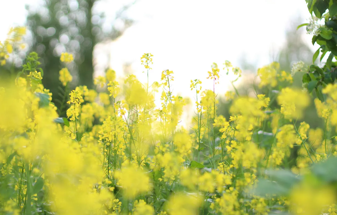 Photo wallpaper summer, nature, rape