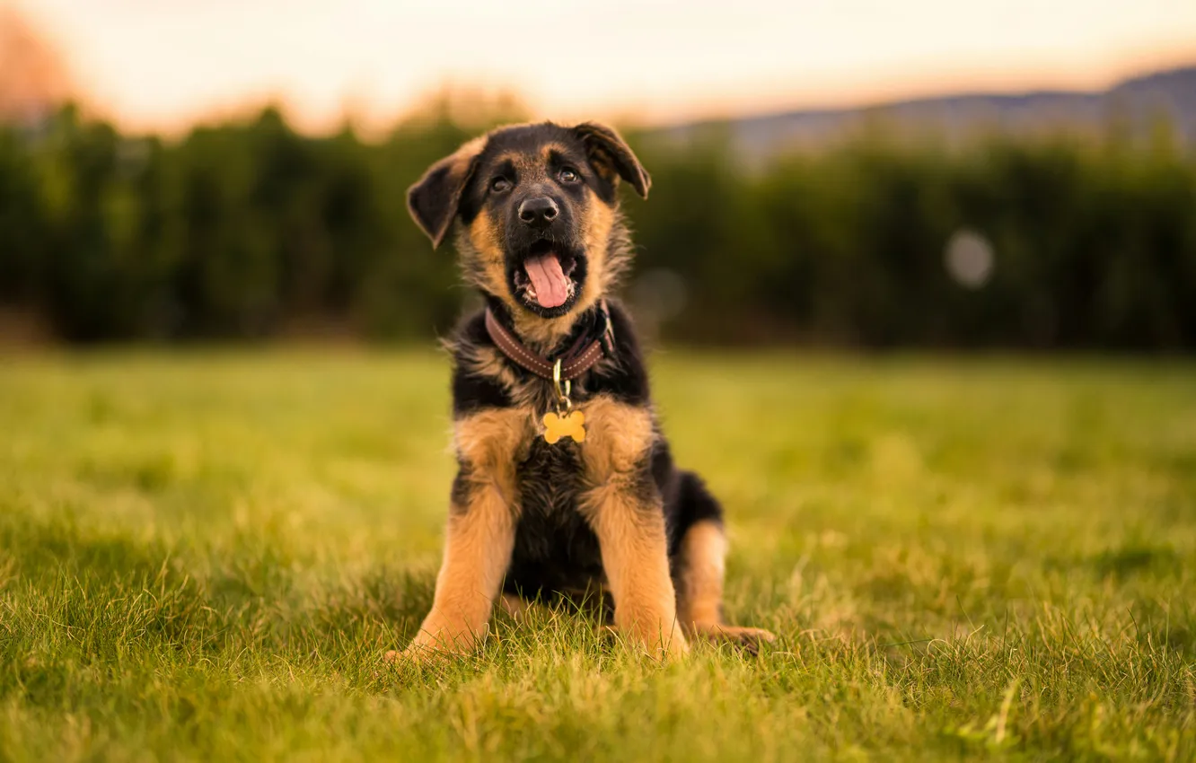 Photo wallpaper dog, puppy, German shepherd
