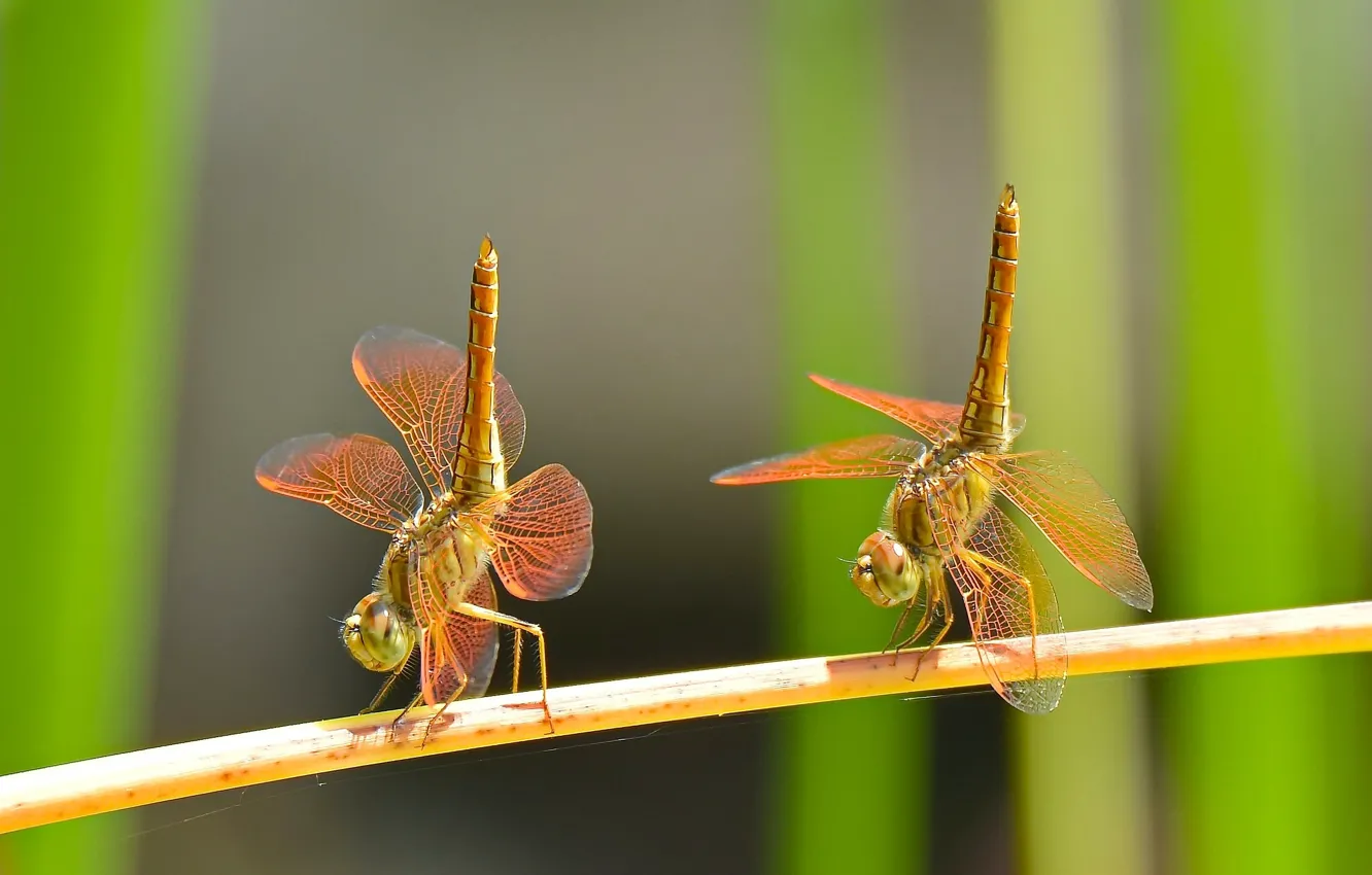 Photo wallpaper macro, dance, a couple, Duo, dragonflies