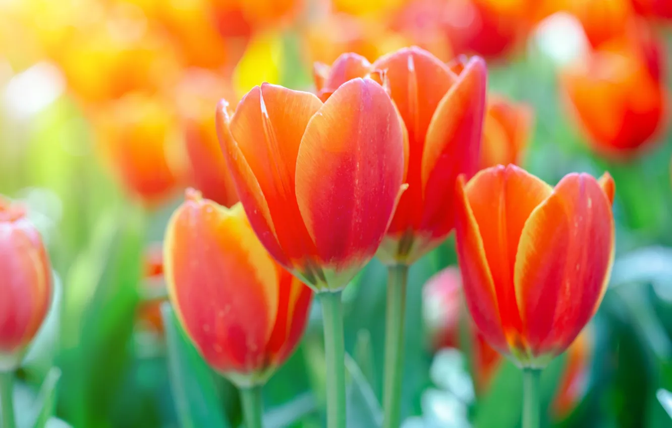 Photo wallpaper flowers, red, spring, tulips, buds