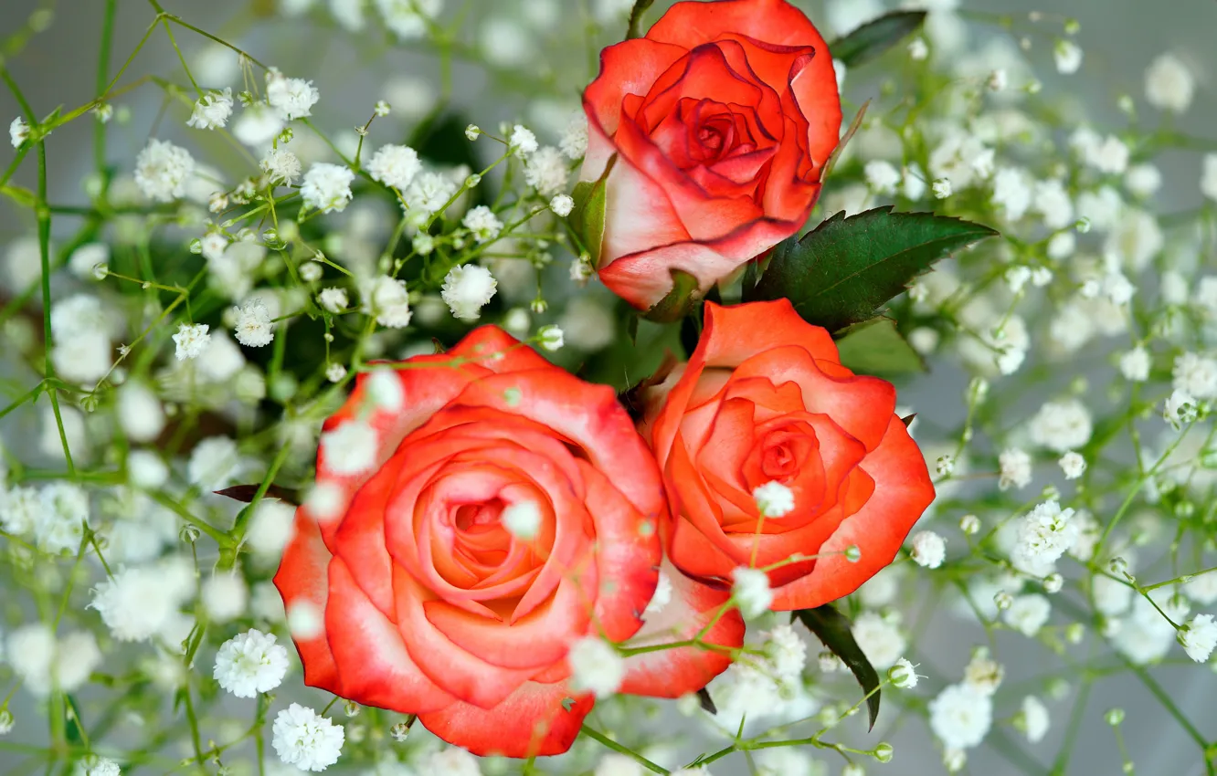 Photo wallpaper flowers, orange, roses, bouquet, white, trio, gypsophila