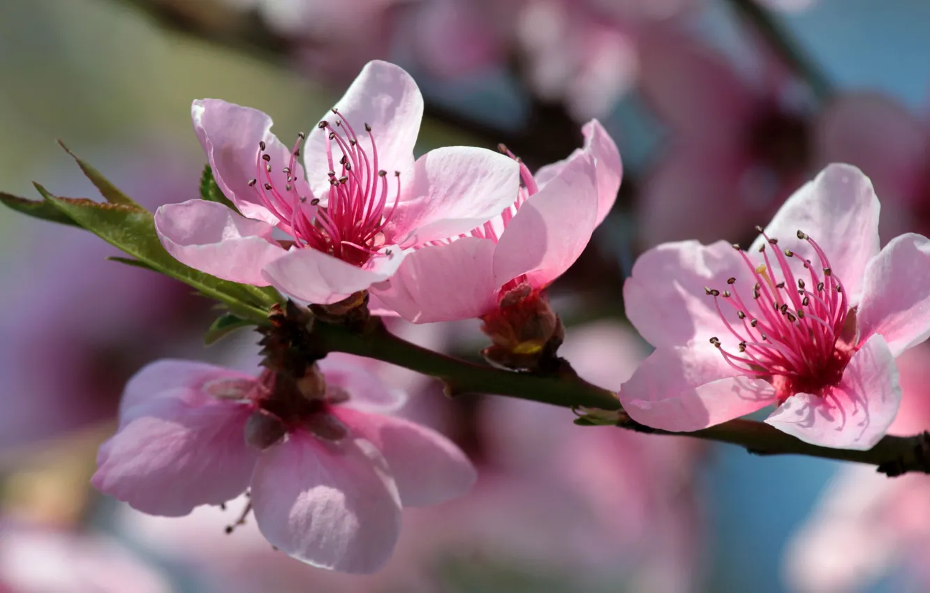 Photo wallpaper macro, light, flowers, branches, background, mood, spring, stamens