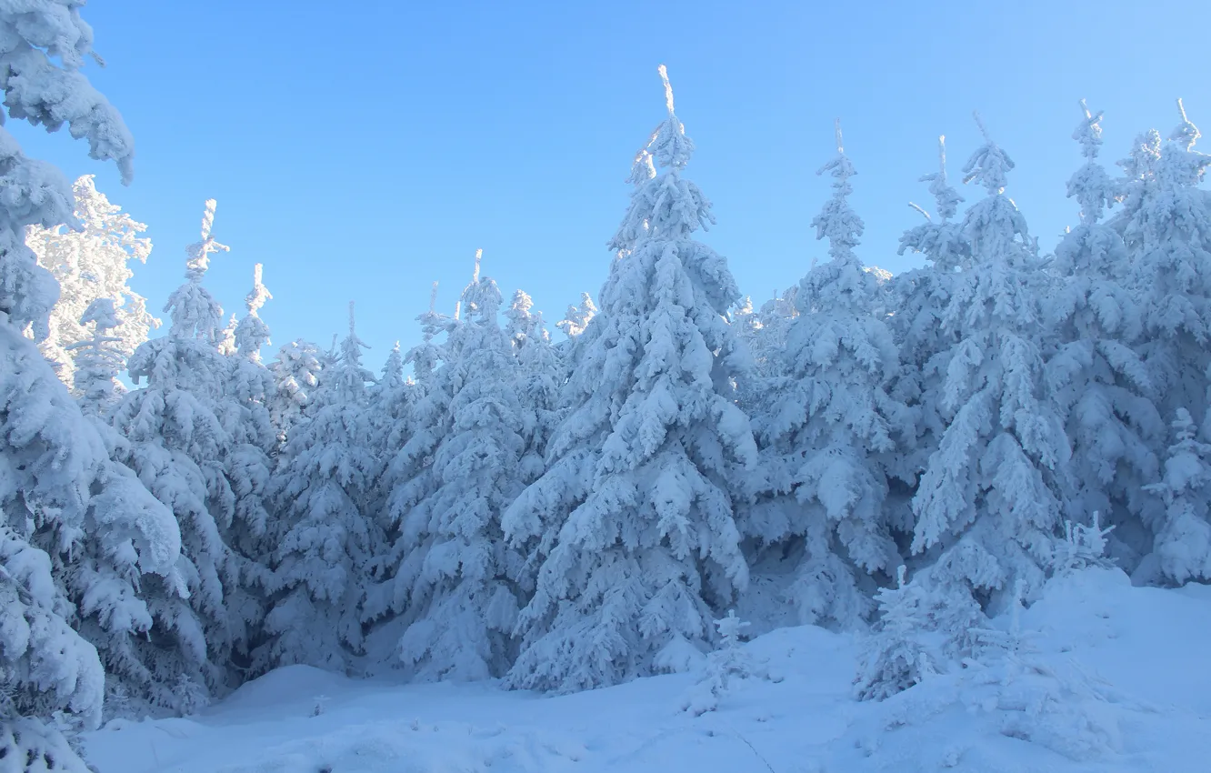 Photo wallpaper winter, forest, the sky, light, snow, trees, nature, tale