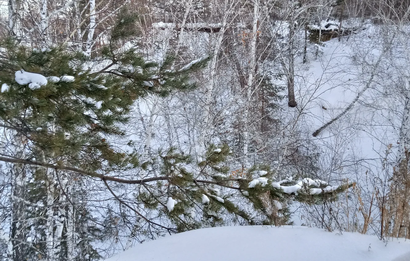 Photo wallpaper winter, white, the sky, snow, trees, landscape, winter, spruce