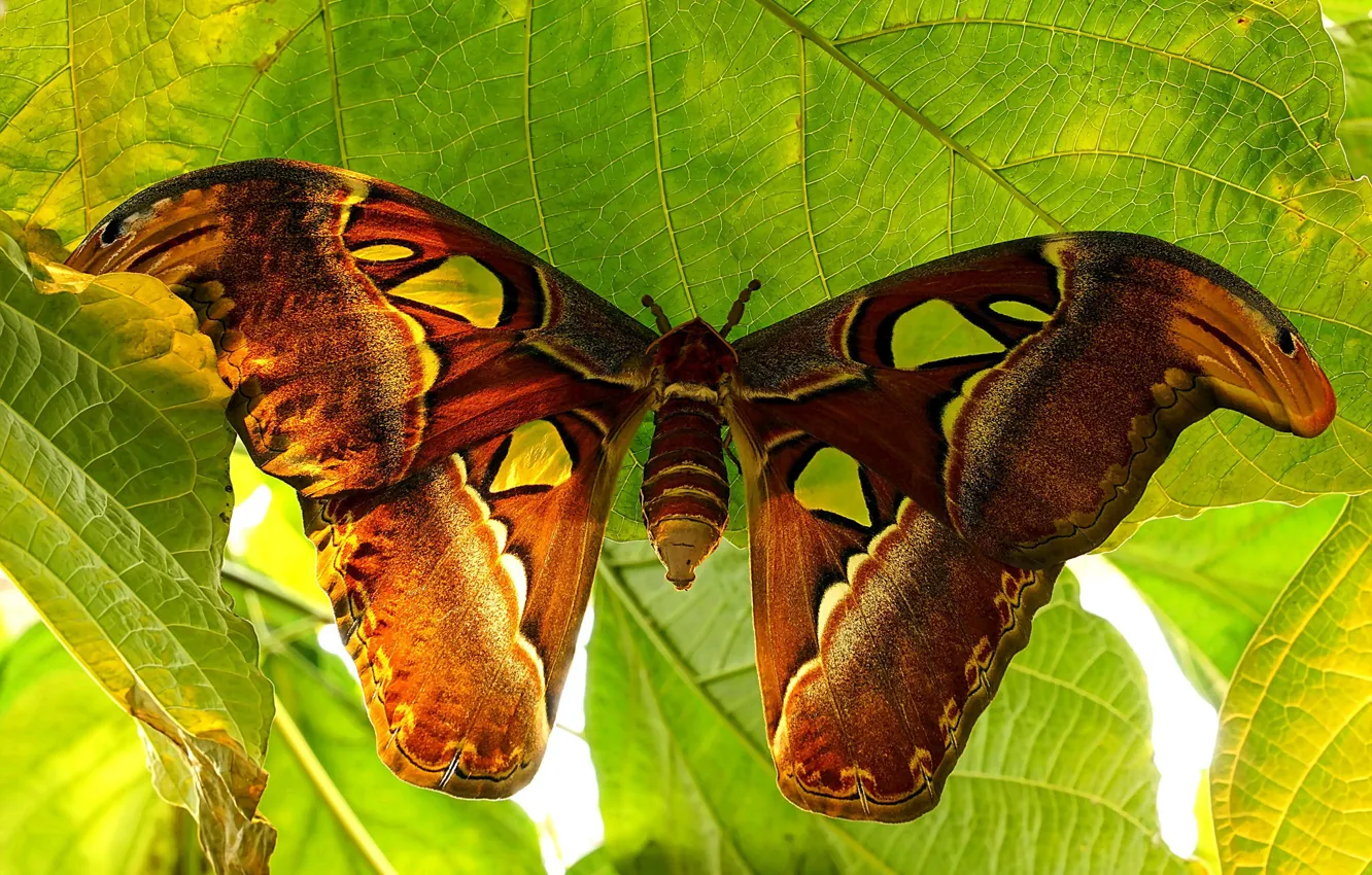 Photo wallpaper butterfly, bright, moth