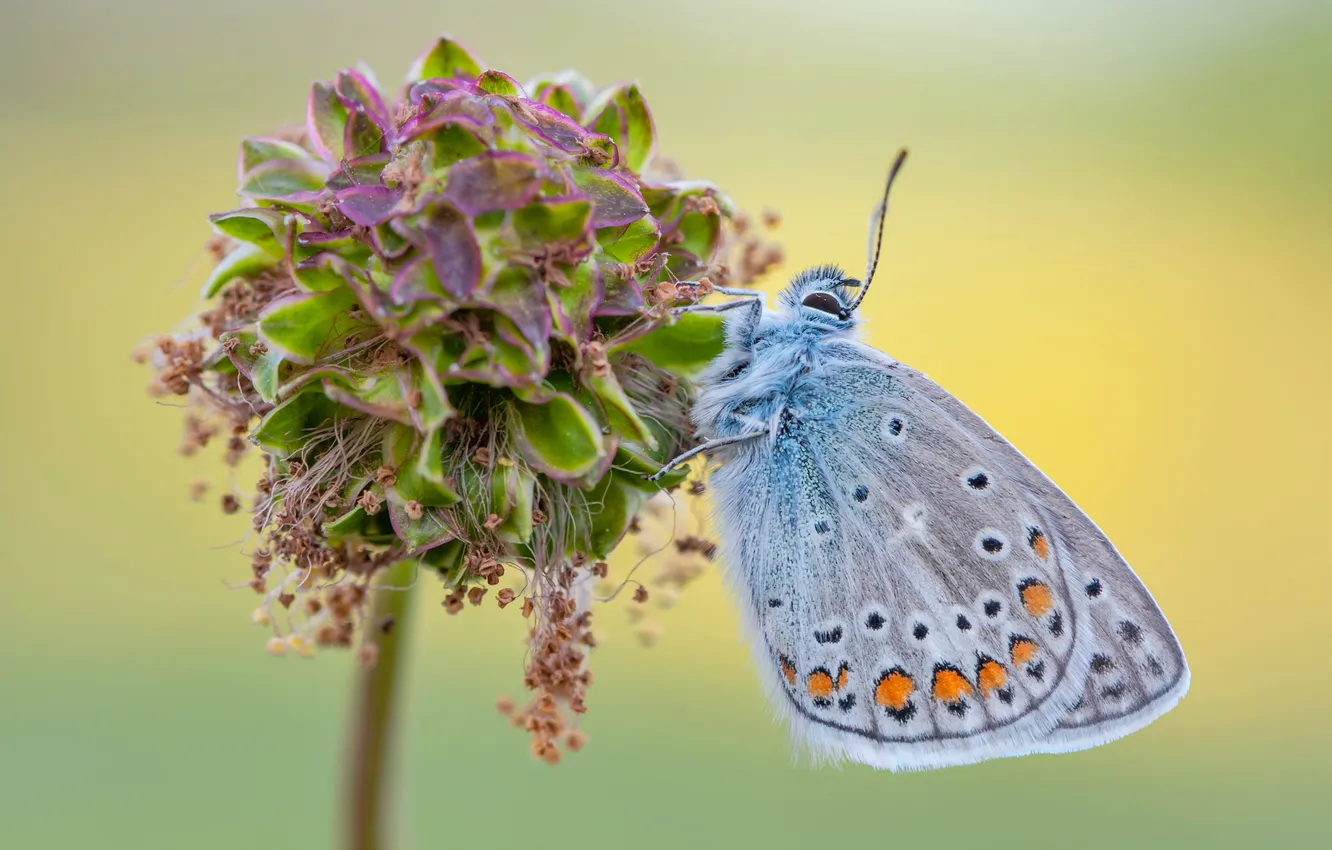 Photo wallpaper macro, butterfly, insect, closeup
