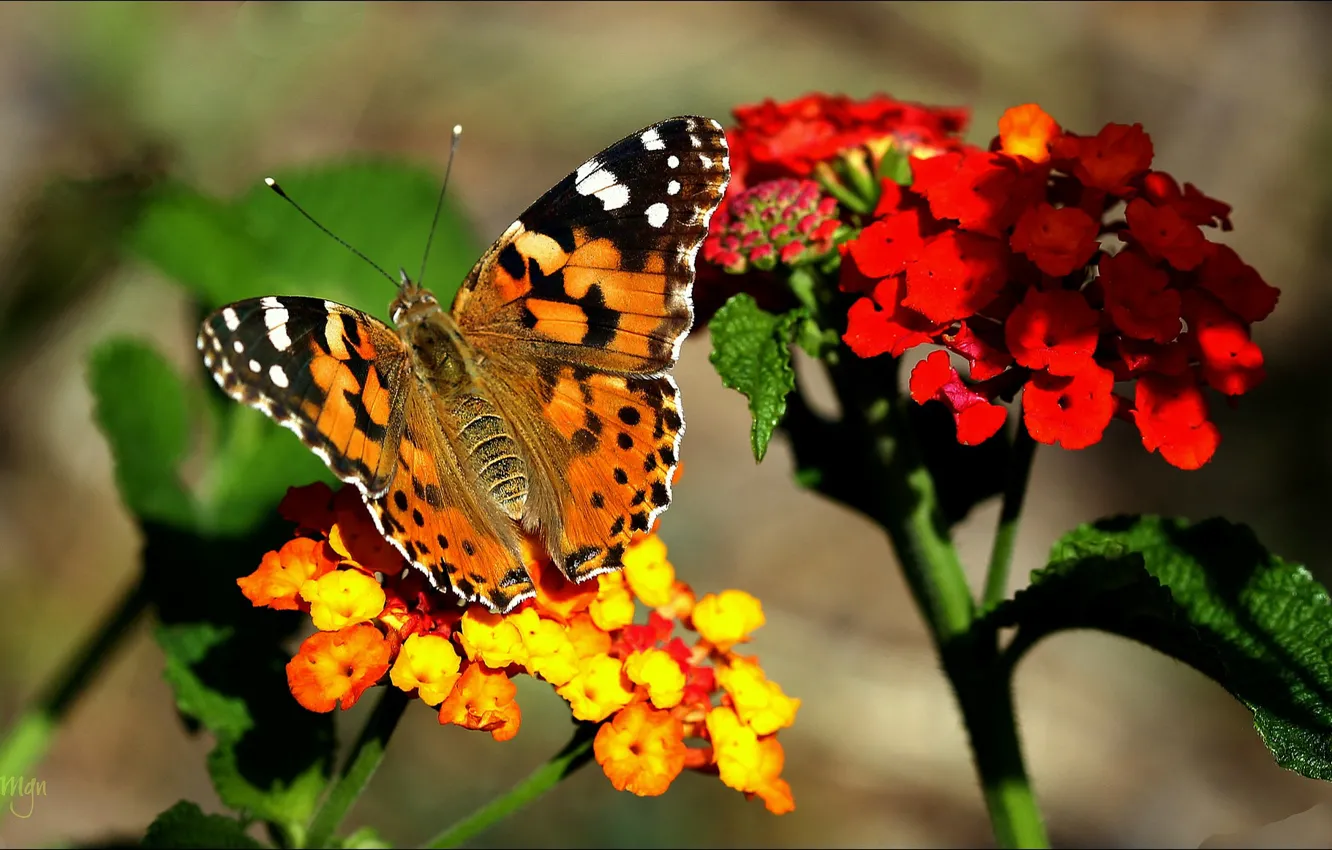 Photo wallpaper flower, nature, butterfly, petals, insect, moth