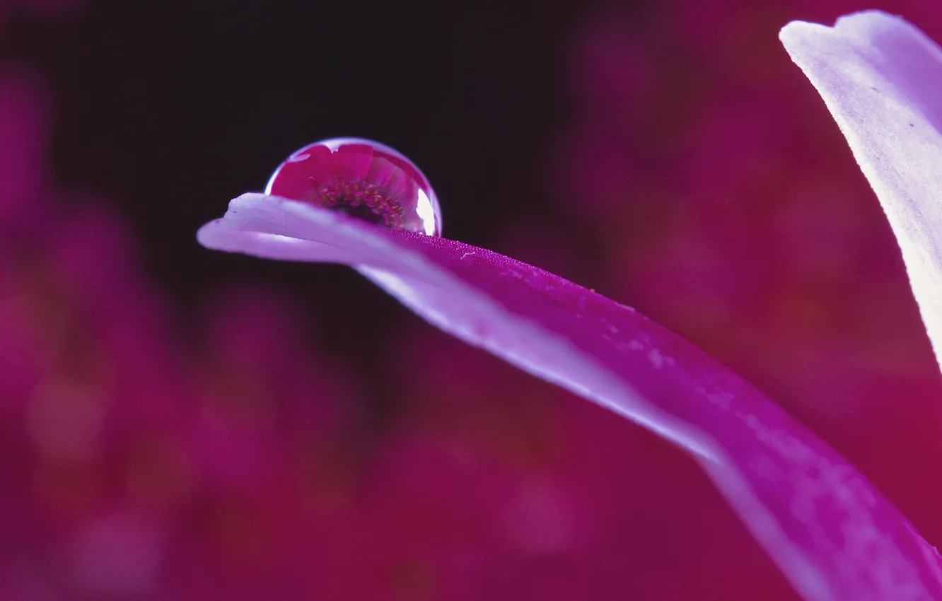 Photo wallpaper water, drops, flowers, reflection, petals