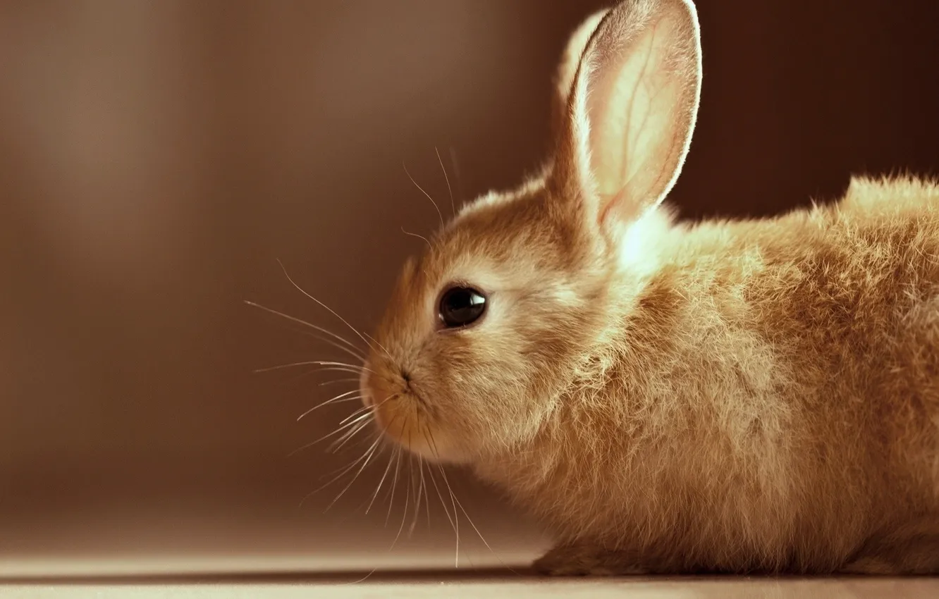 Photo wallpaper rabbit, profile, ears, brown background