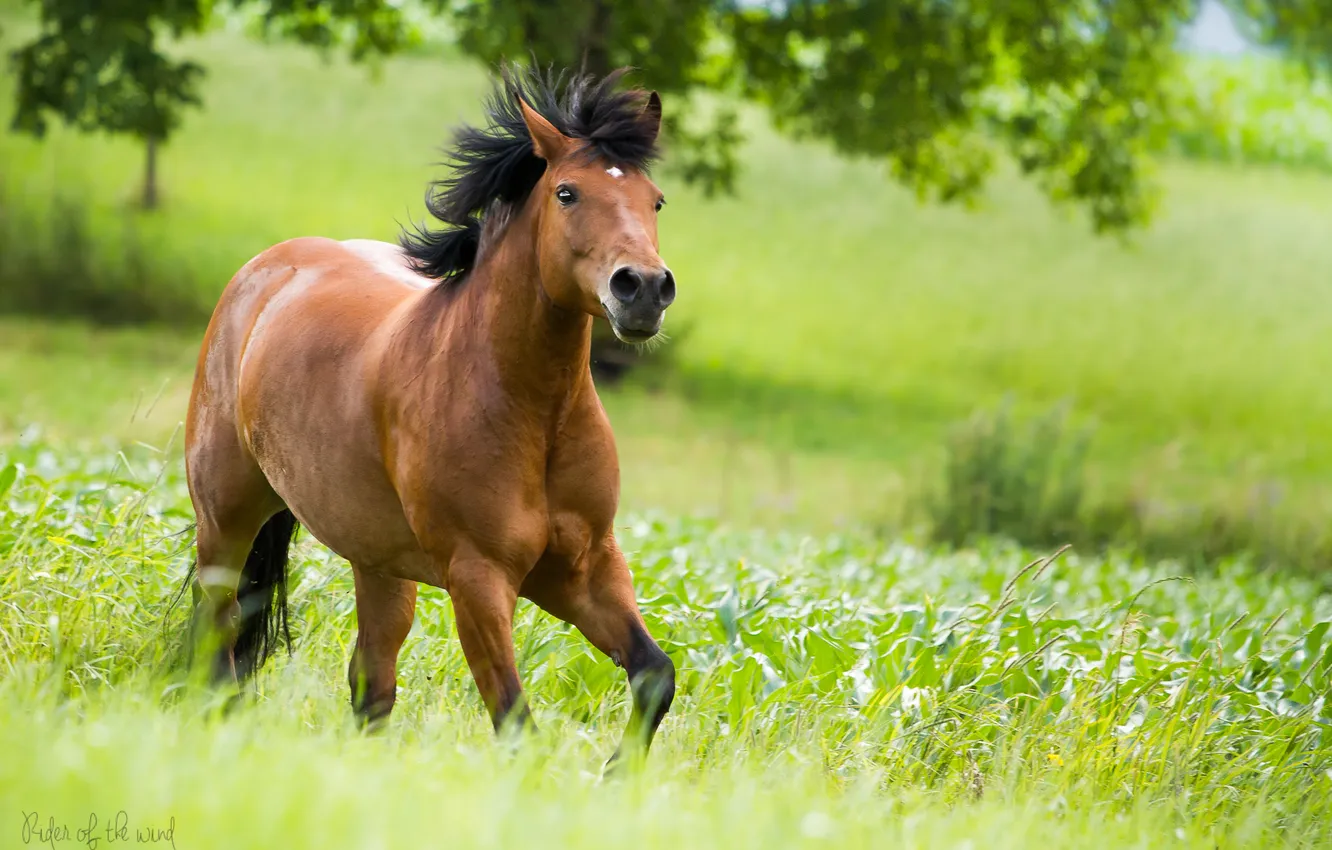 Photo wallpaper greens, horse, running