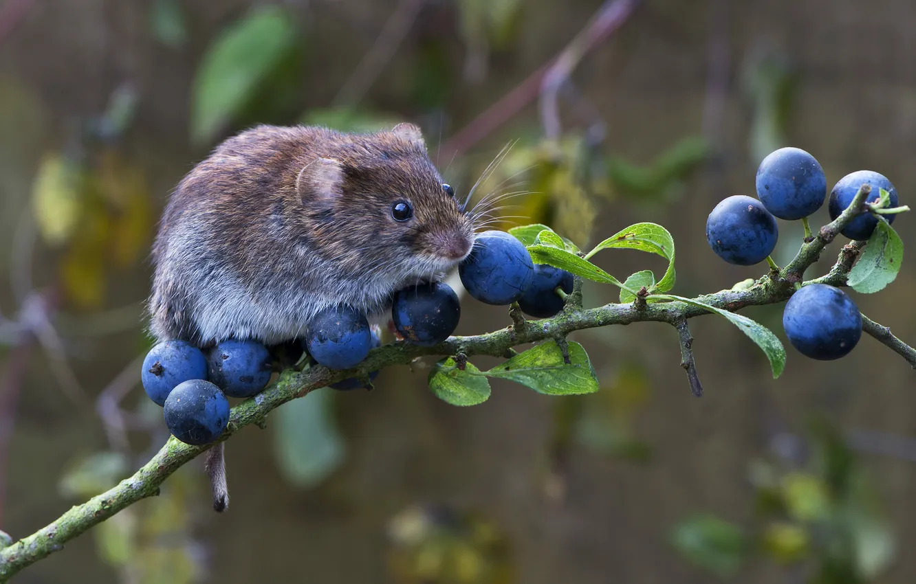 Photo wallpaper berries, branch, mouse, animal, rodent, vole