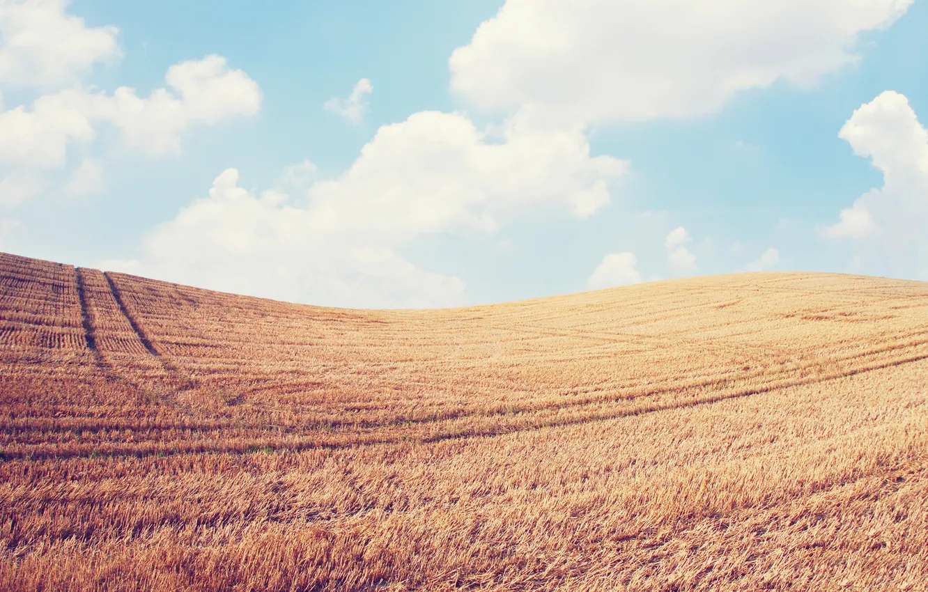 Photo wallpaper wheat, field, the sky, clouds, landscape, nature, ears, sky