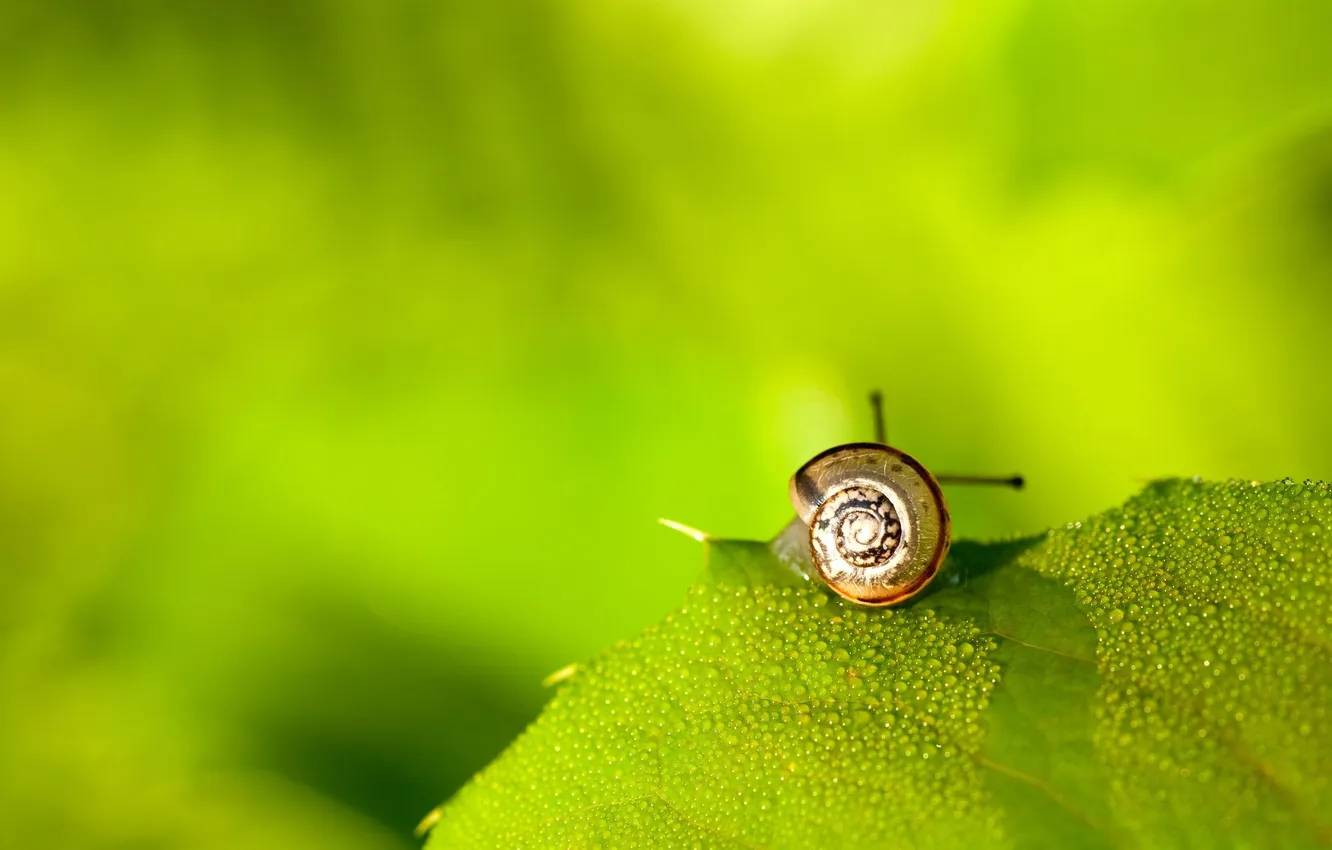 Photo wallpaper drops, Rosa, background, leaf, snail, horn