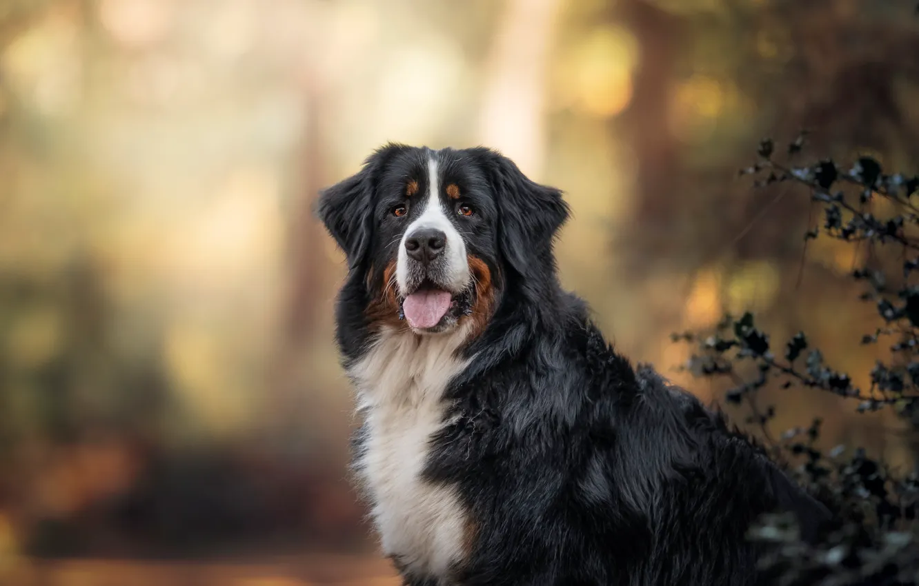 Photo wallpaper language, look, face, dog, bokeh, Bernese mountain dog