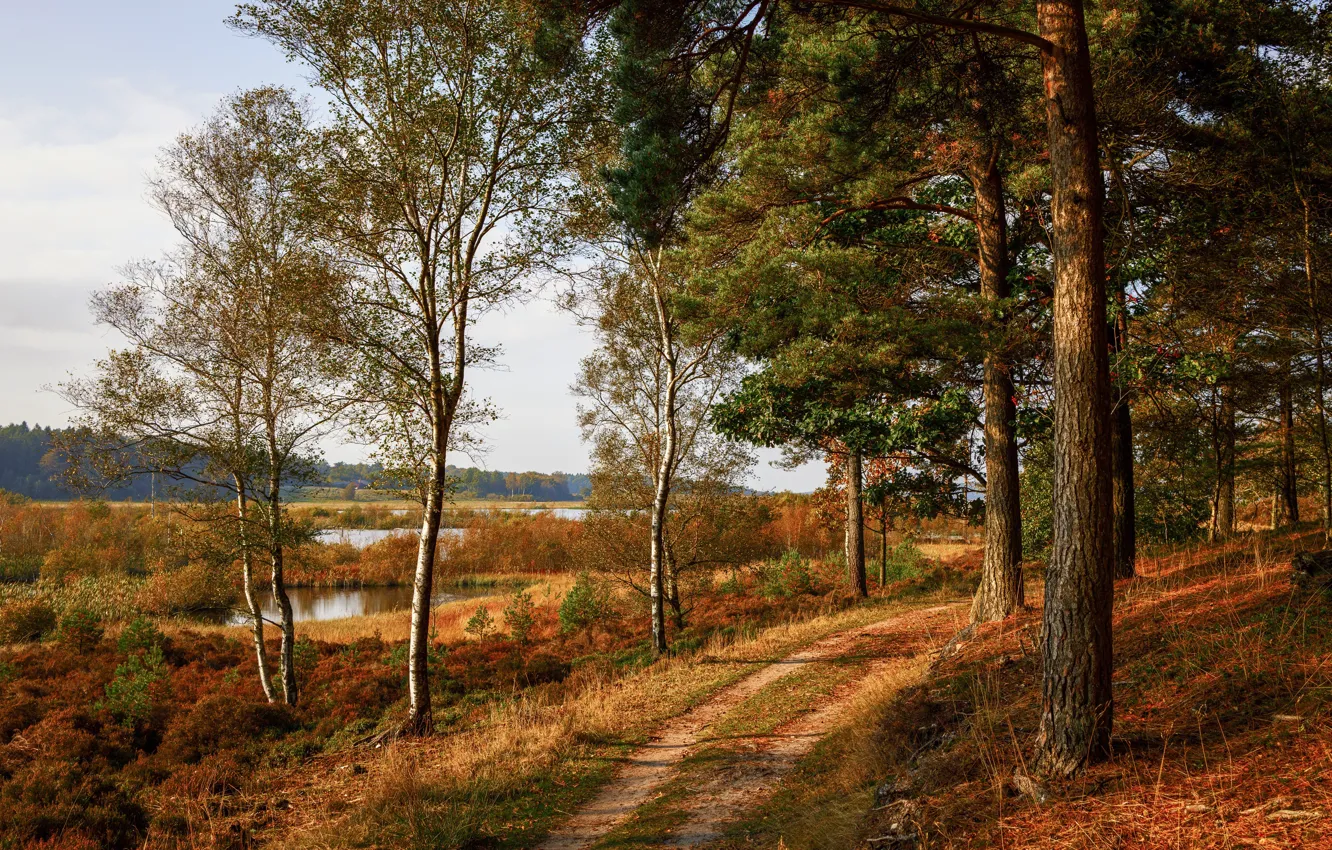 Photo wallpaper autumn, forest, grass, the sun, trees, lake, Denmark, path