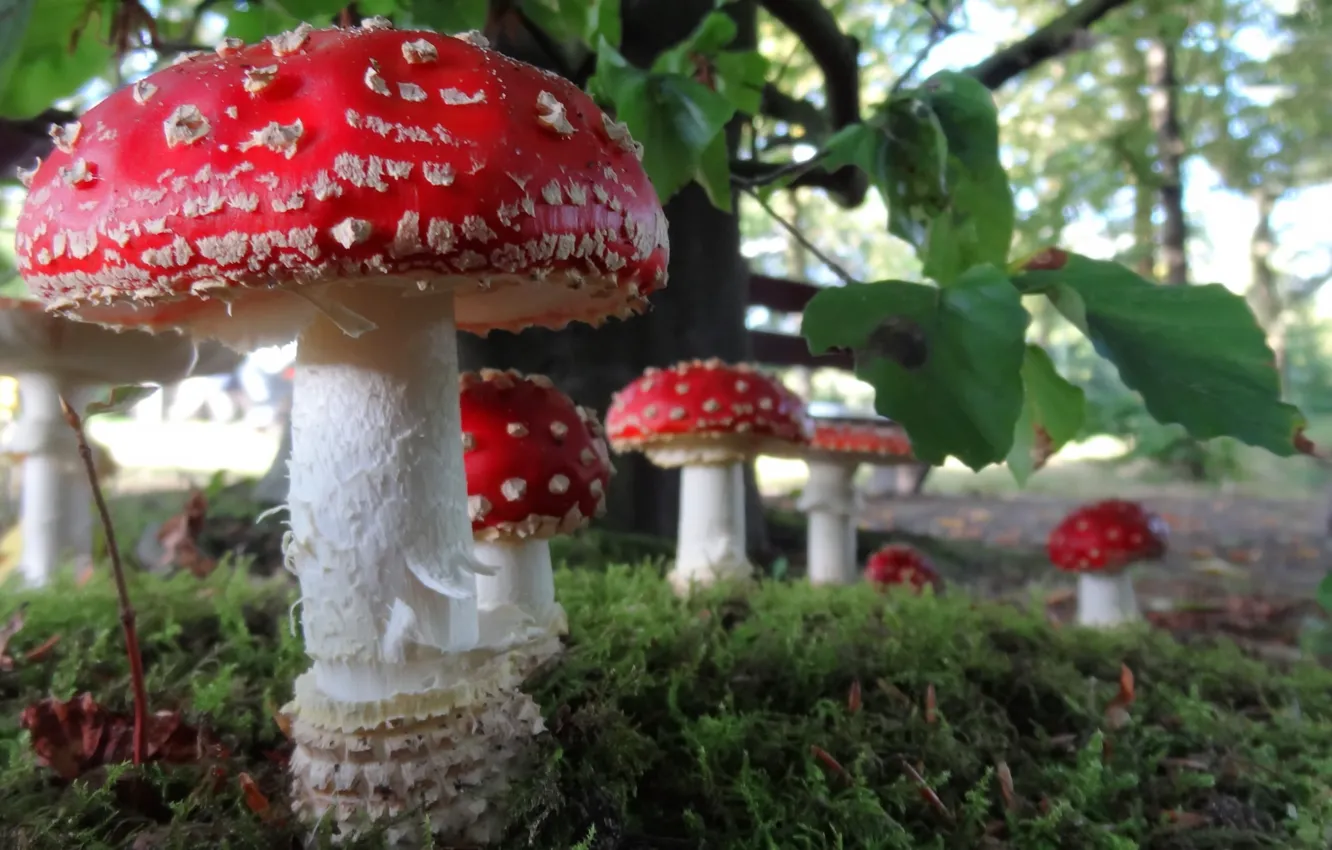 Photo wallpaper nature, mushrooms, mushroom